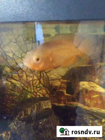 Рыбки цихлиды Москва - изображение 1