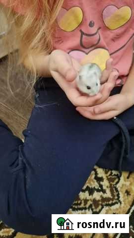 Джунгарские хомячки Воронеж - изображение 1