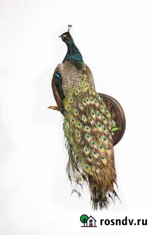 Перья разных птиц Воронеж - изображение 1