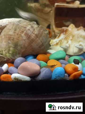 Аквариумные креветки и сомики анциструсы Ухта - изображение 1