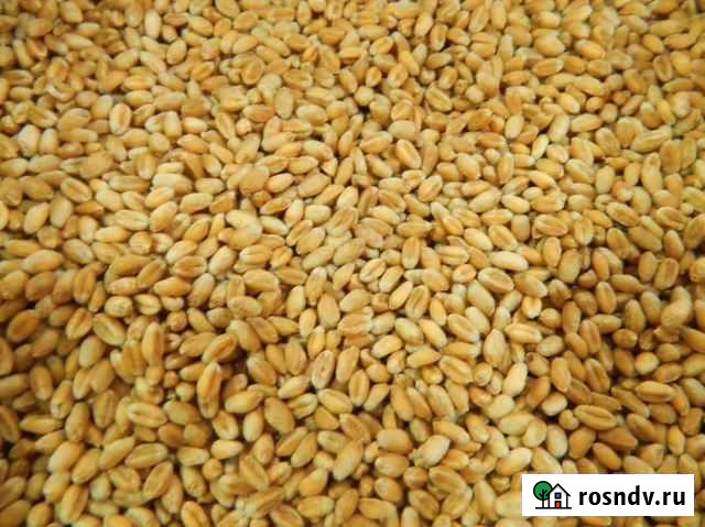 Гречка семечки, пшеница сухое молоко, овёс. отруби Камень-на-Оби - изображение 1