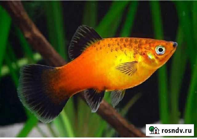 Живородящие аквариумные рыбки Иркутск - изображение 1