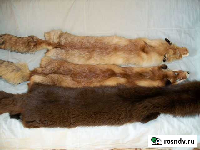 Шкуры лис и барсука Воронеж - изображение 1