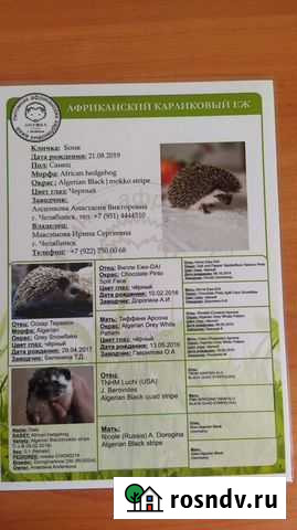 Африканский ежик Боня Челябинск - изображение 1