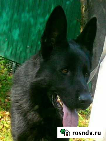 Красавец кобель ждёт невест.вязка.Немецкая овчарка Софрино - изображение 1