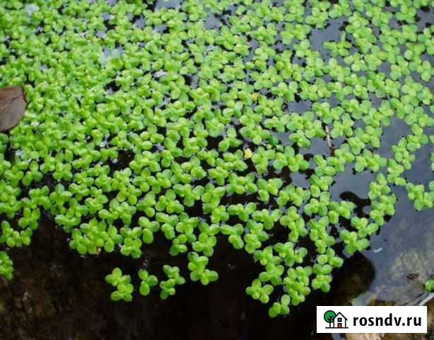 Ряска аквариумная Симферополь - изображение 1