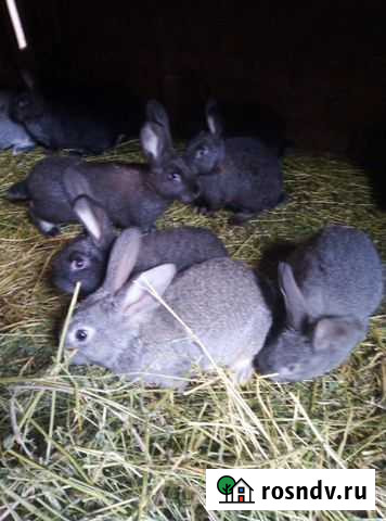 Кролики домашние Новокорсунская - изображение 1