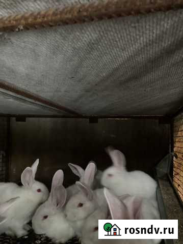 Кролики Курганинск - изображение 1
