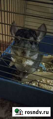 Британская шиншилла Солнечногорск - изображение 1