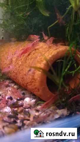 Аквариумные креветки-вишня Ростов-на-Дону - изображение 1