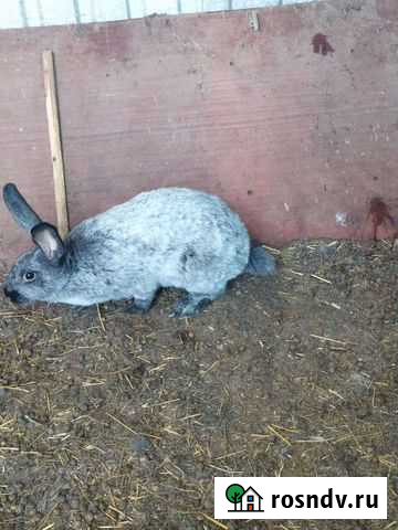 Кролики мясной породы Троицк - изображение 1