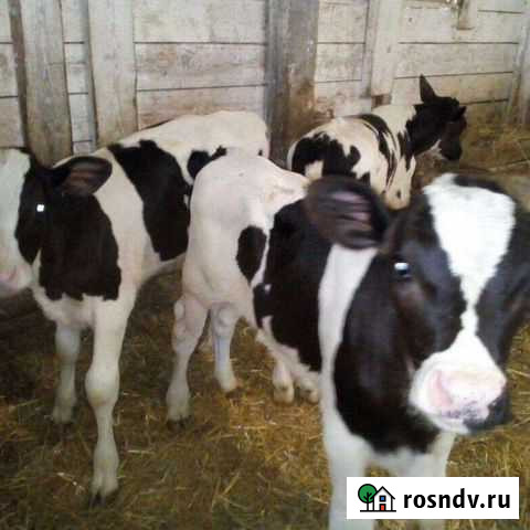 Телята Троицк - изображение 1
