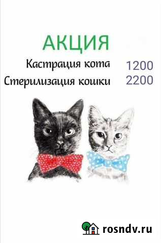 Ветеринар Мамадыш - изображение 1