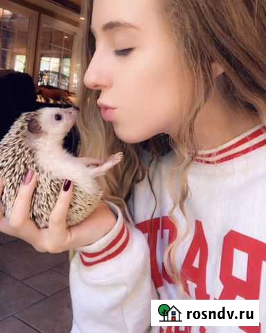 Ежата африканские ручные Москва - изображение 1