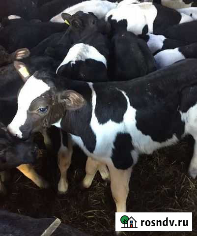 Телята бычки Пенза - изображение 1