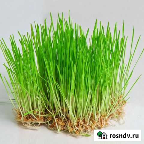 Пророщенная пшеница для кошек Нижнекамск - изображение 1