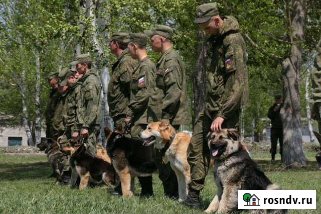 Услуги кинолога Рославль - изображение 1