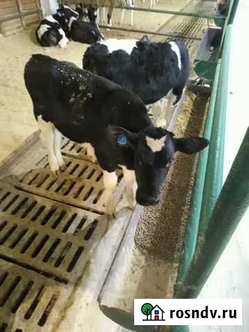 Телята бычки мясные Острогожск - изображение 1