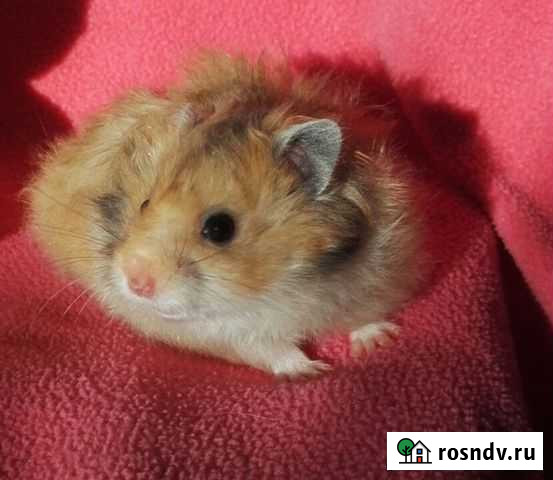 Хомячки-Лапочки к любому празднику (клетки,доставк Москва - изображение 1