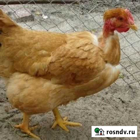 Яйцо Голошейки Франция Махачкала - изображение 1