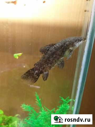 Сом таракатум Ростов-на-Дону - изображение 1