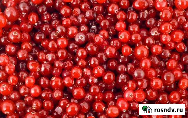 Клюква садовая замороженная Москва - изображение 1