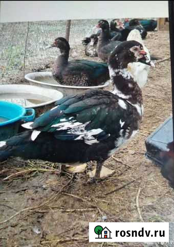 Гуси утки Кабардинка - изображение 1