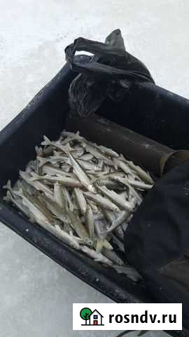 Рыба Петропавловск-Камчатский - изображение 1