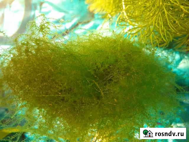 Яванский мох Иркутск - изображение 1