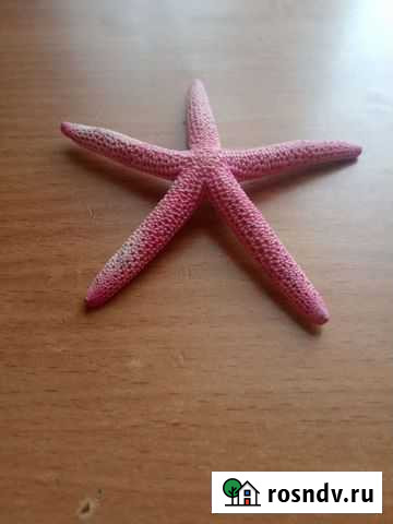 Морская звезда Уфа - изображение 1