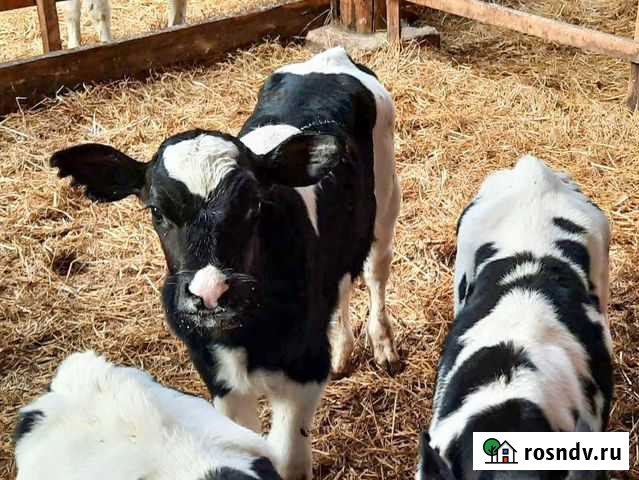 Телята бычки Балашов - изображение 1