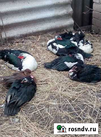 Индоутки Курск - изображение 1