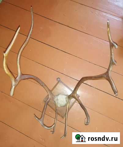 Рога Бийск - изображение 1