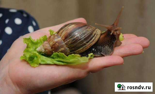 Улитки ахатина Нижнекамск - изображение 1