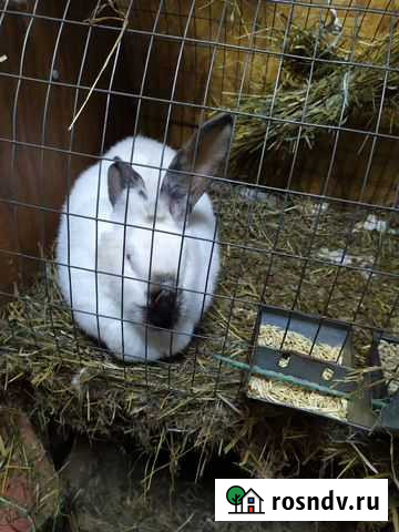 Кролики мясных пород Коломна - изображение 1