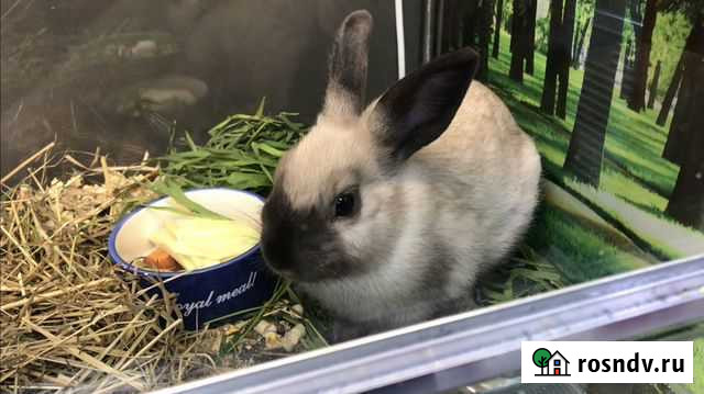 Кролик с сиамской расцветкой Нижнекамск - изображение 1