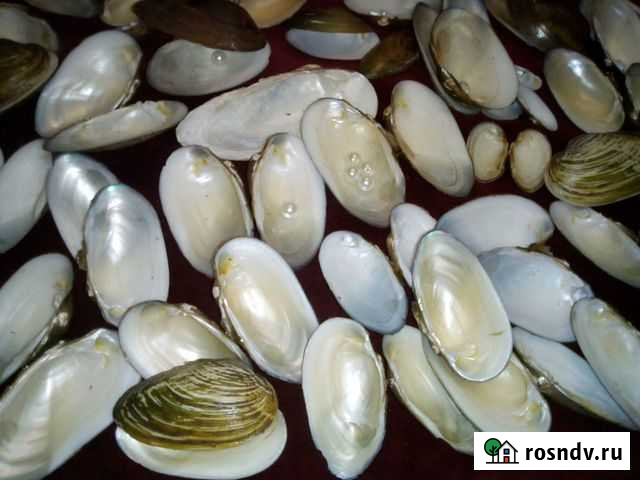 Ракушки речные (перламутр),улитки-для творчества Москва - изображение 1