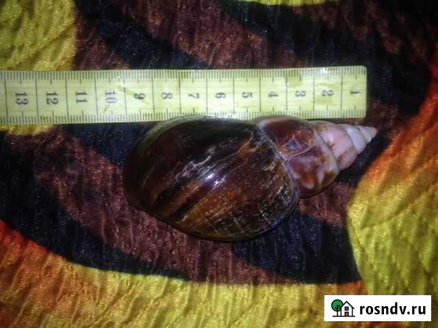 Взрослые улитки Ахатины Люберцы - изображение 1