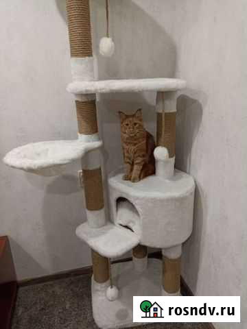 Новый дом, когтеточка, комплекс Новосибирск - изображение 1