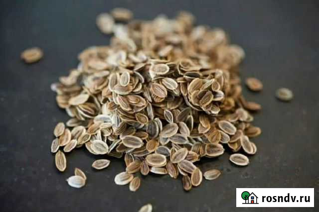 Семена укропа Белореченск - изображение 1