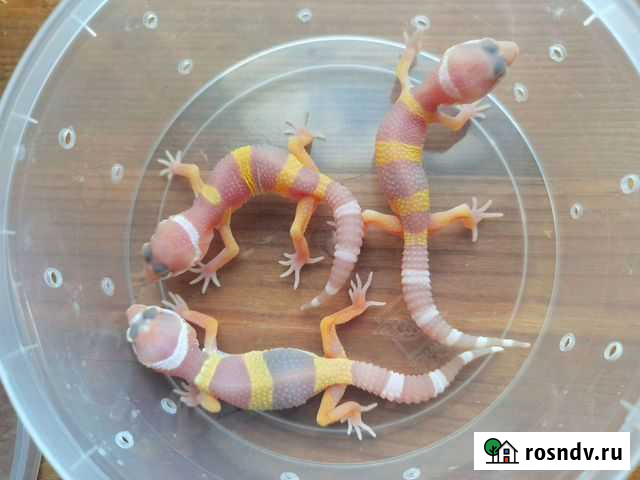 Ящерица Эублефар Вологда - изображение 1