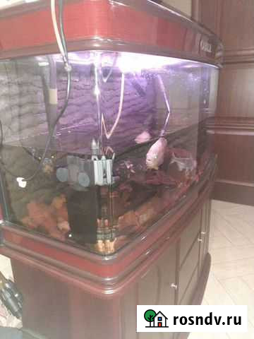 Аквариум Тарко-Сале - изображение 1