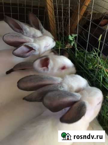 Мясо кролика, утка, индюк, бройлер, цесарка и пере Подольск - изображение 1