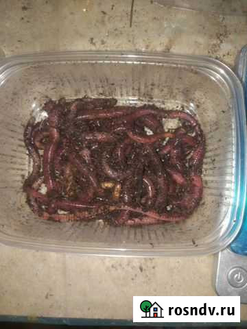 Черви Дендробена Аксай - изображение 1