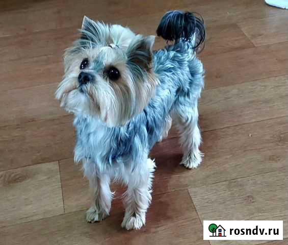 Йоркширский терьер вязка вес 2 кг, развязан Петропавловск-Камчатский - изображение 1