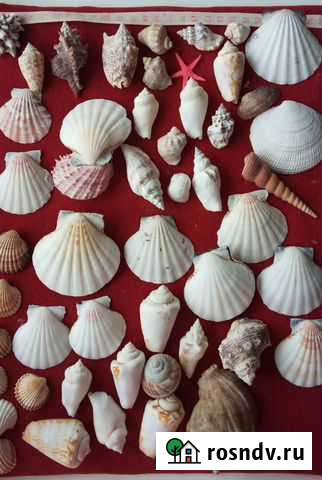 Морские ракушки Кемерово - изображение 1