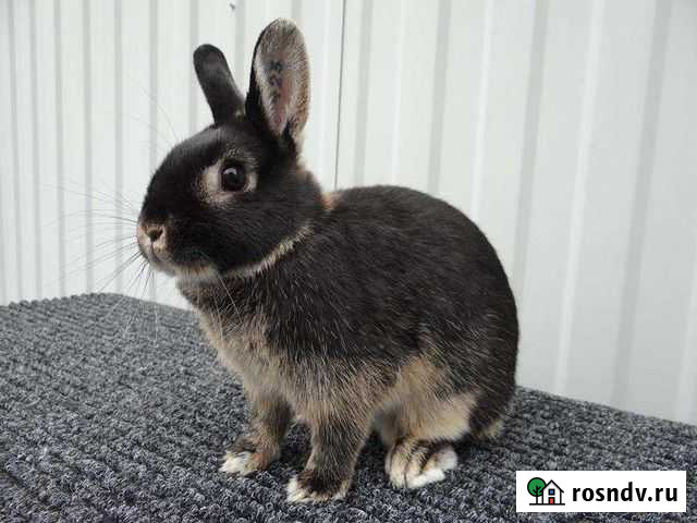 Нидерландский карликовый кролик Кострома - изображение 1