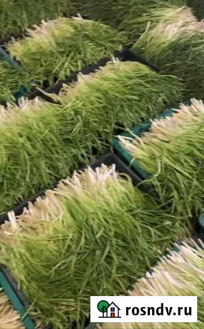 Лук сушеный Псков - изображение 1