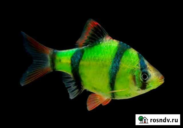 Барбусы Черный,Дыный,Денисони,Мутант, И Др. Вид Санкт-Петербург - изображение 1