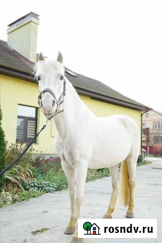 Лошадь пони-класса Куровское - изображение 1
